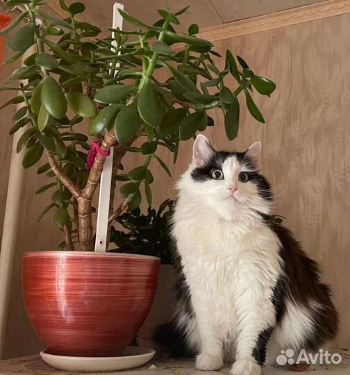 Кошка в дар бесплатно