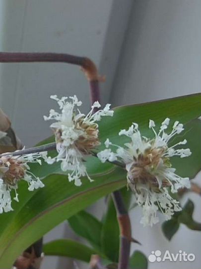 Душистая каллизия(золотой ус в народе)