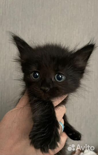 Котята в дар бесплатно