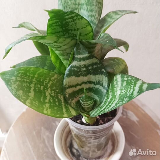 Сансевиерия ханни