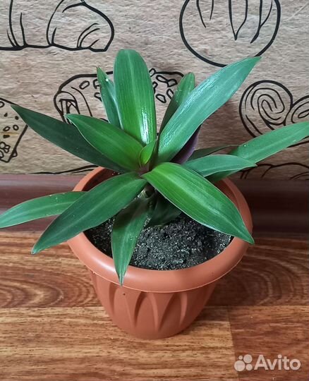 Комнатные растения / цветы