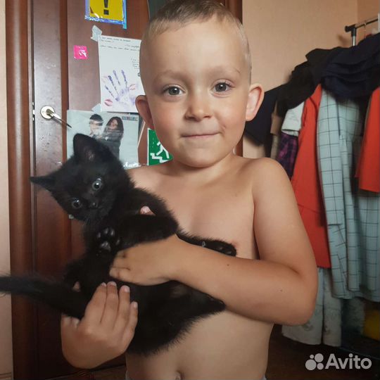 Черный котенок в добрые руки приучен к лотку