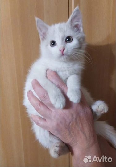 Котенок девочка 1.5 месяца в добрые руки