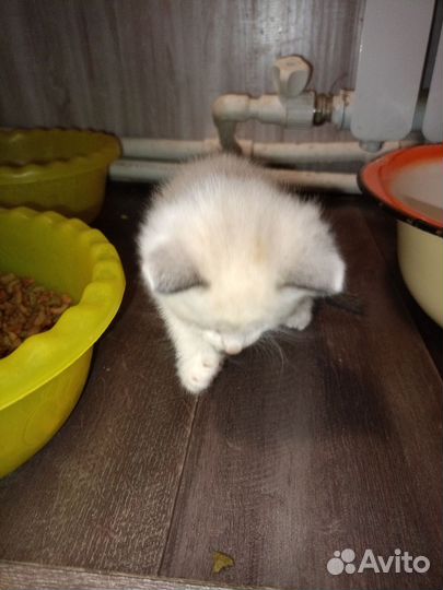 Кошка в дар бесплатно