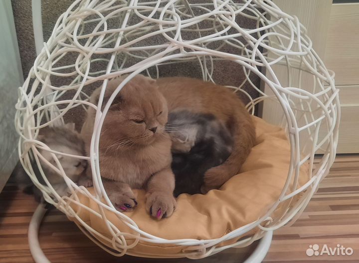 Домик для кошки, кокон, качелька