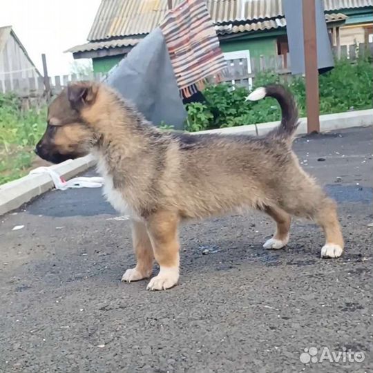 Щенки немецкой овчарки бесплатно