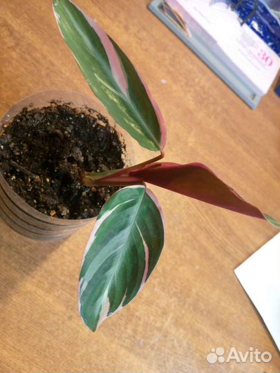 Строманта триколор