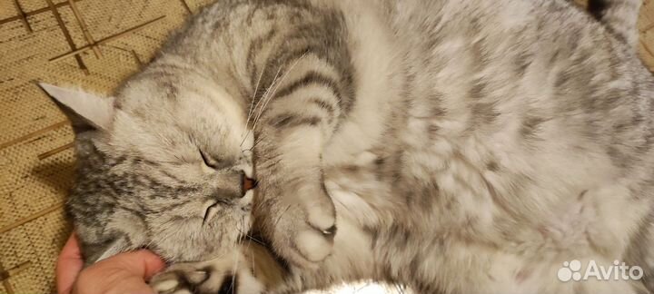 Скоттиш страйт