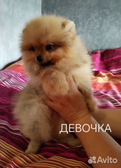 Щенки шпица мини