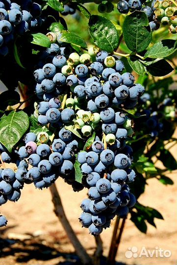 Саженцы голубики