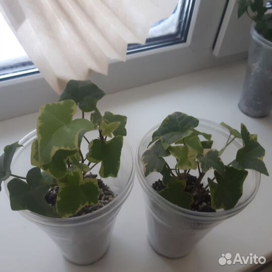 Плющ хедера