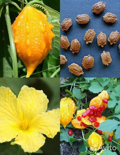 Момордика 6 семян, выщивание в Подмосковье