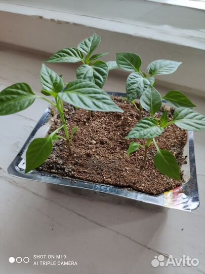 Рассада перца сладкого