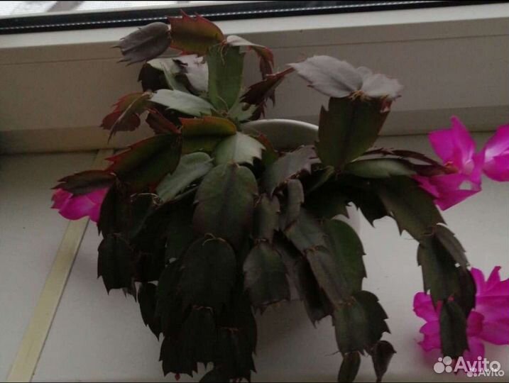 Декабрист шлюмбергера