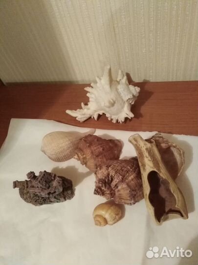 Морские ракушки для аквариума