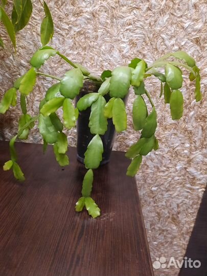 Комнатные растения