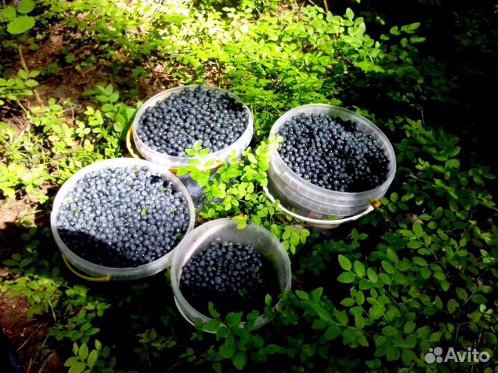 Свежая черника