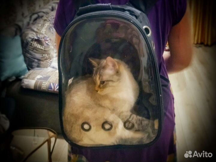 Рюкзак переноска для кошек. Аренда