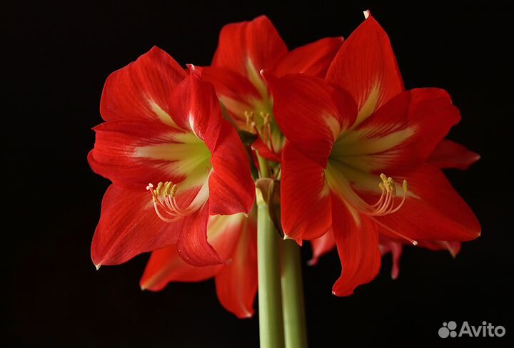 Гиппеаструм