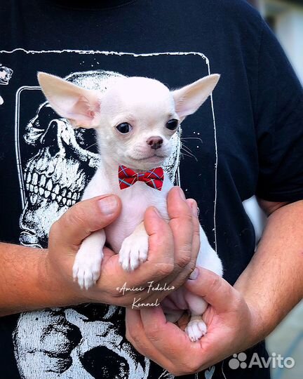 Чихуахуа. Питомник РКФ. Доставка