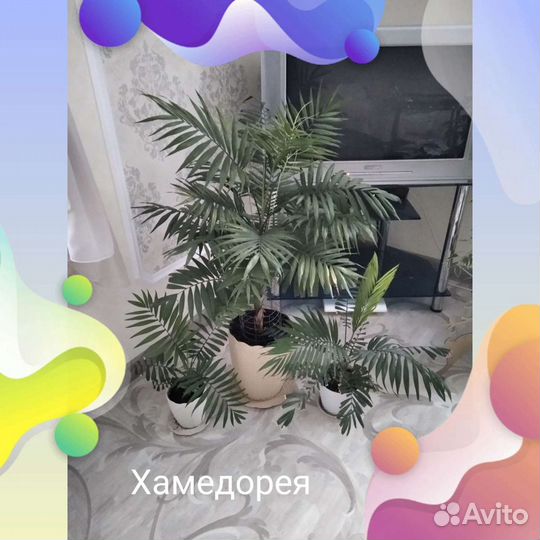 Комнатные растения