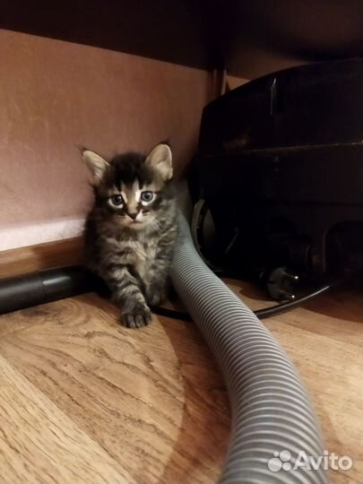 Котятки в добрые руки