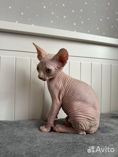 Котята Канадский сфинкс