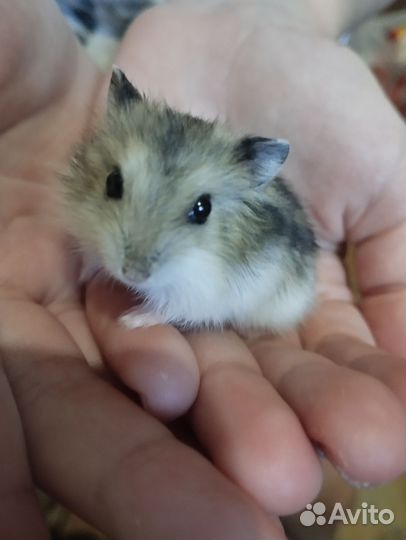 Джунгарский хомяк девочка