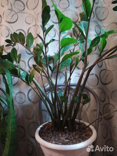 Замиокулькас