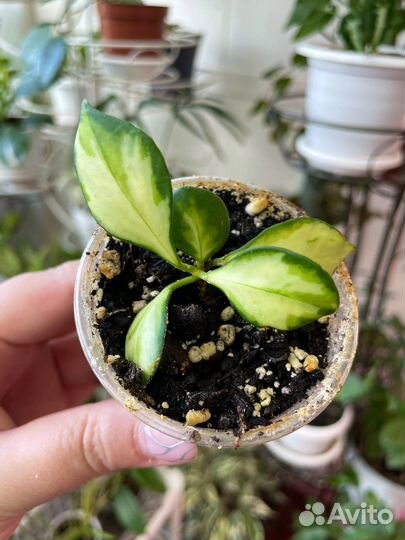 Хойи и сансивьерии