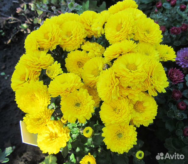 Хризантемы мультифлора