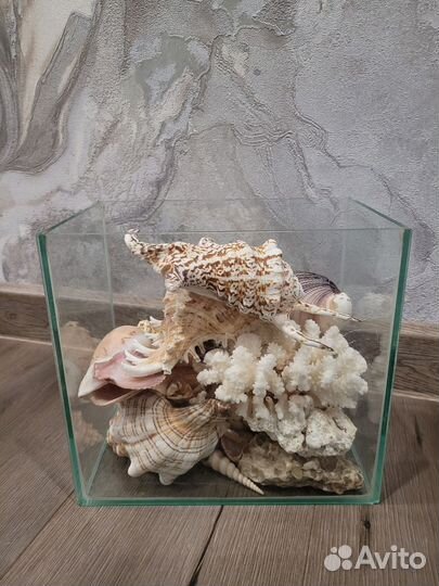 Морские ракушки раковины