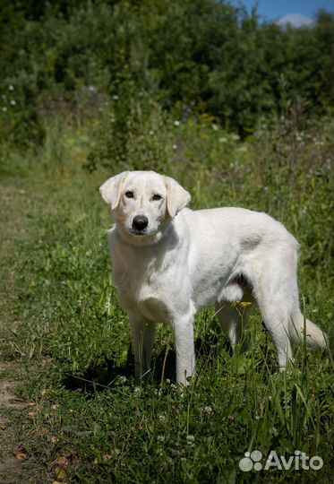 Белый. Пес, которому в приюте не место