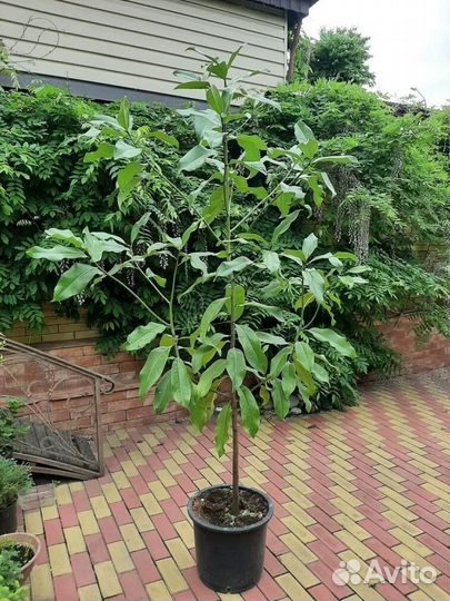 Магнолия вечнозеленая Грандифлора