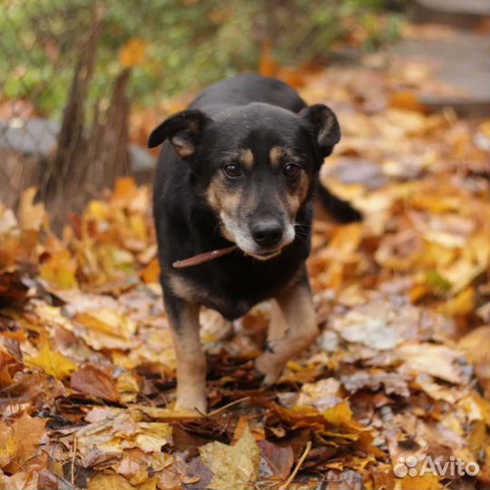 Коротколапик