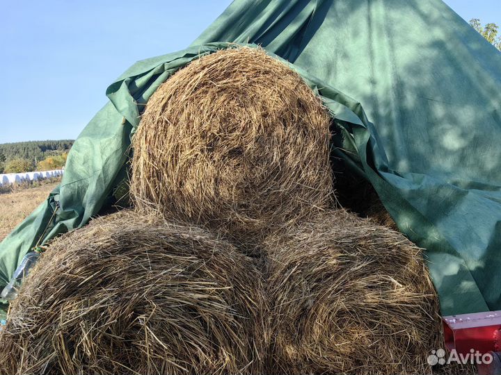 Солома пшеничная