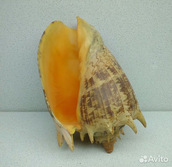 Цимбиола 19,5 морская ракушка раковина