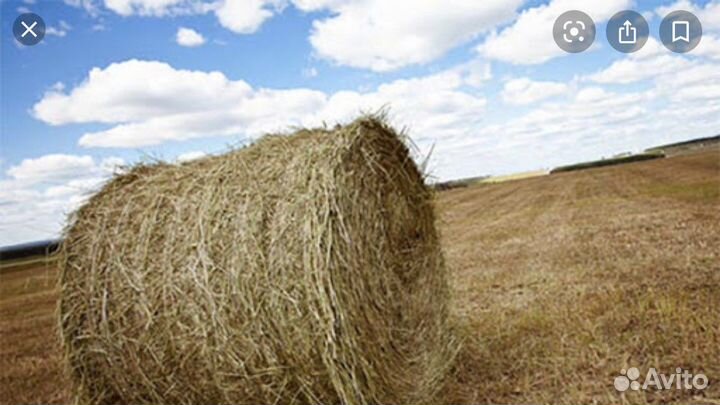 Сено