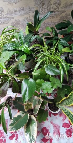 Цветы комнатные