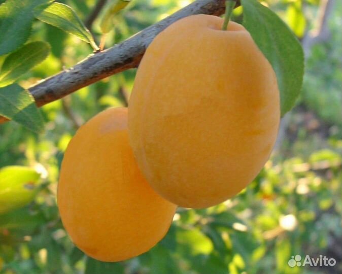 Саженцы слива: синяя, желтая, чернослив