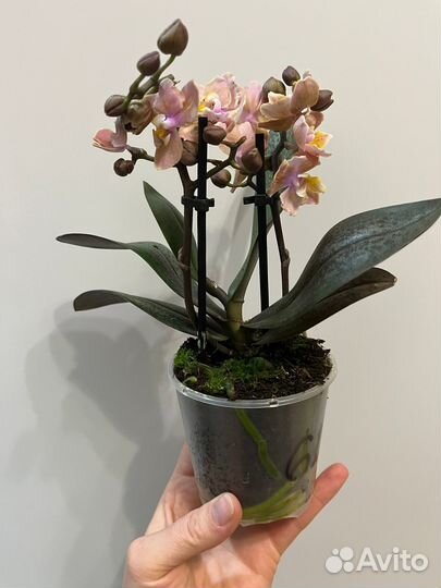 Фаленопсисы Бабочки и Пелоры (разные)