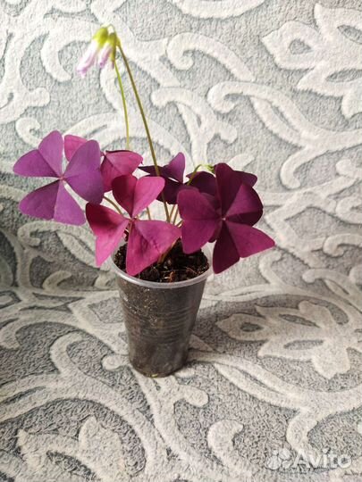 Кислица оксалис