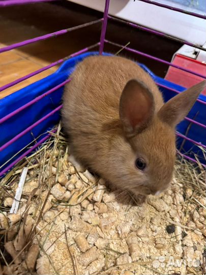 Декоративные карликовые кролики