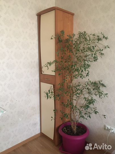 Фикус