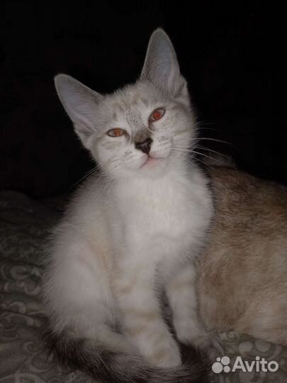 Тайские котята