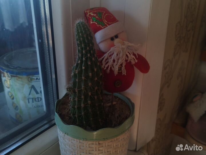 Кактус плодородный