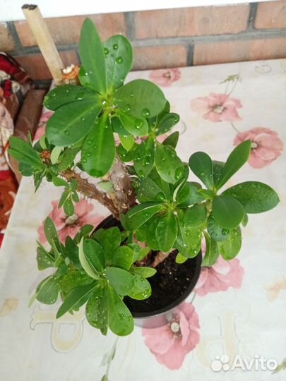 Эуфорбия Миля мелкоцветковая