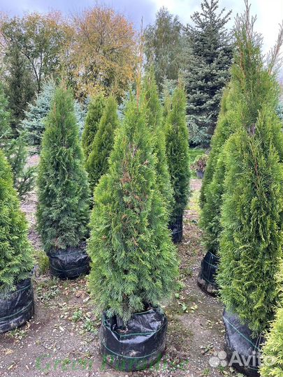 Туя Смарагд extra