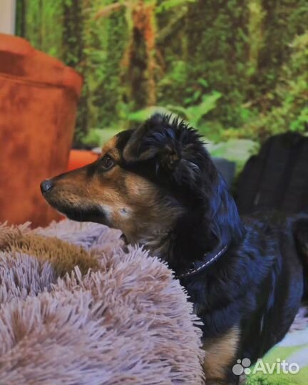 Собака ищет семью