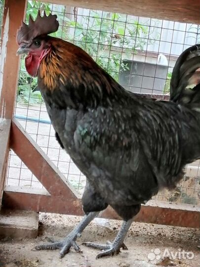 Петух ухейилюй